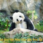 Cách Chơi Slot Vận May Của Gấu Trúc Tại Kingfun