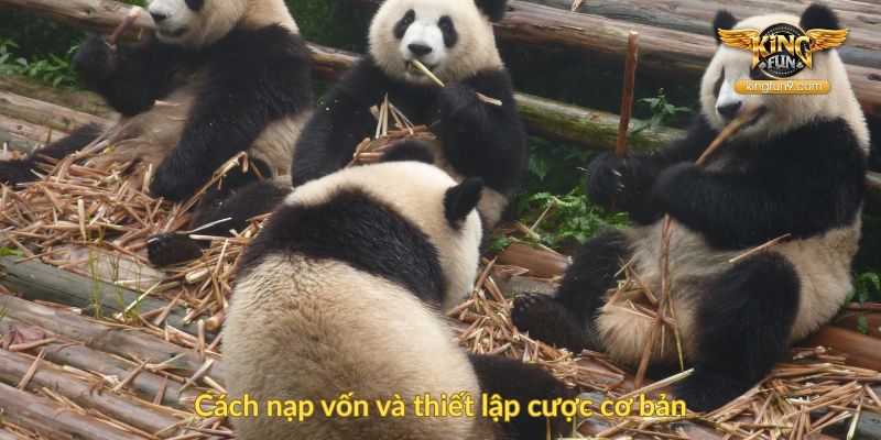 Cách nạp vốn và thiết lập cược cơ bản