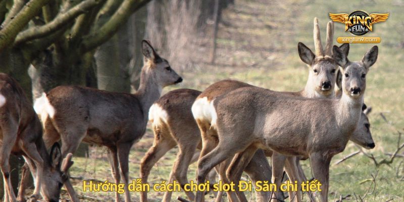 Hướng dẫn cách chơi slot Đi Săn chi tiết